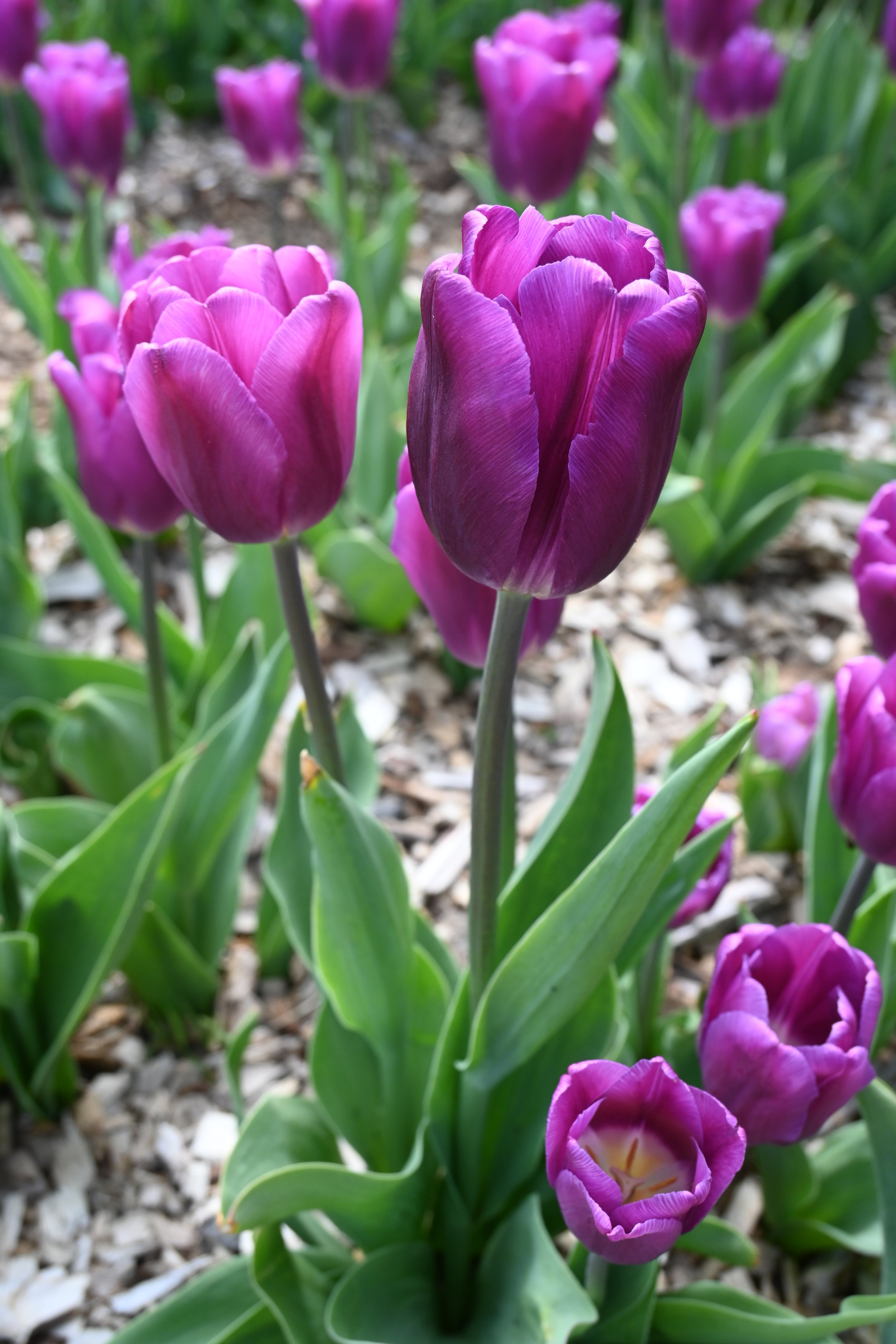 DSC_4945.JPG