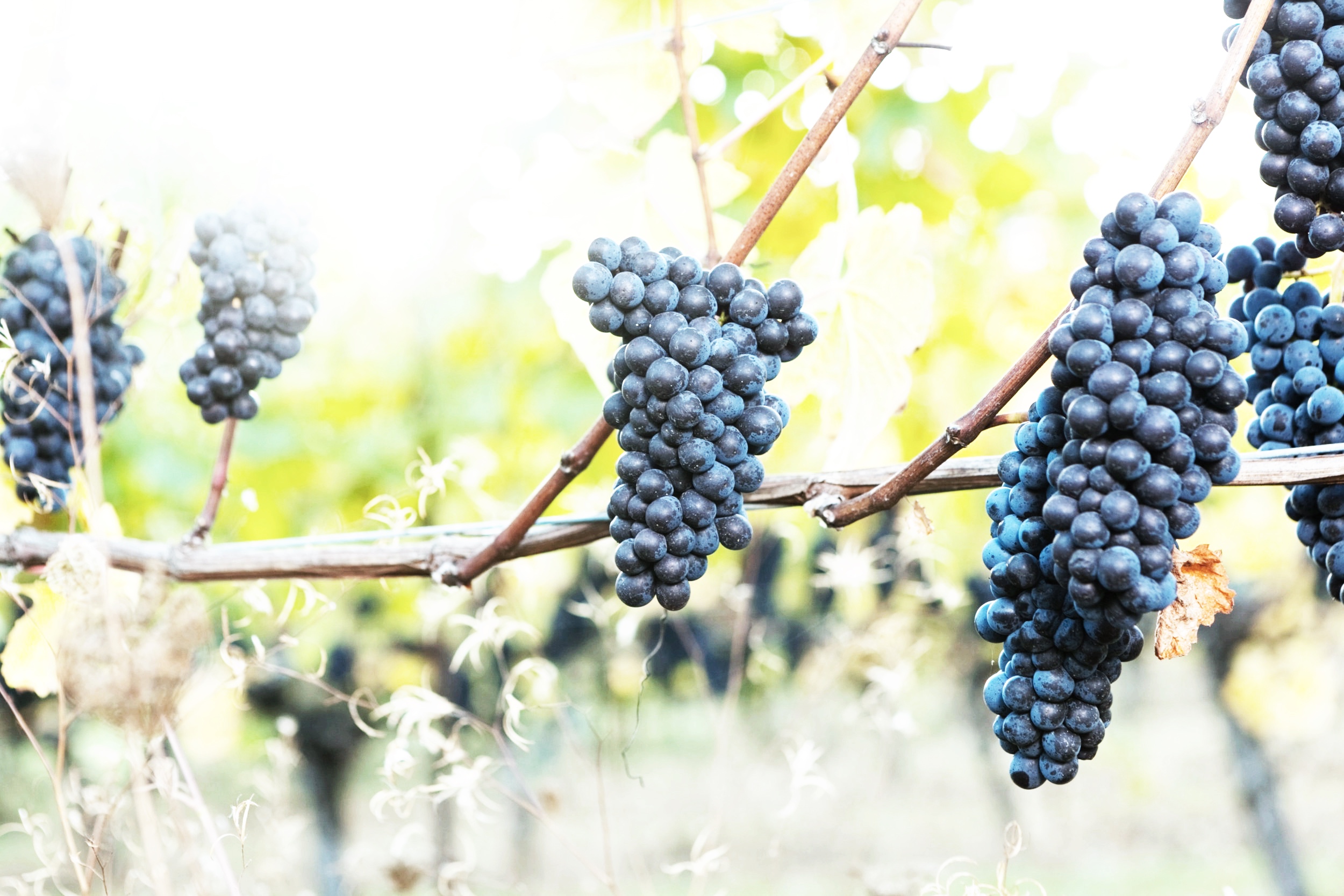 Pinot%2BNoir.jpg