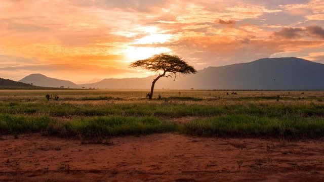 FROM THE SUB-SAHARAN WEST AFRICA...