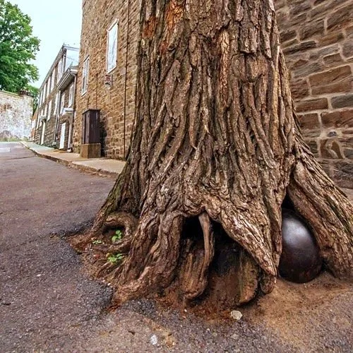 Le jour o&ugrave; j&rsquo;ai travaill&eacute; l&rsquo;arbre au boulet de la rue Saint-Louis

Chaque pi&egrave;ce de bois poss&egrave;de une histoire. Parfois, elle est toute simple, mais cela suffit pour r&eacute;aliser que chaque arbre est unique. C