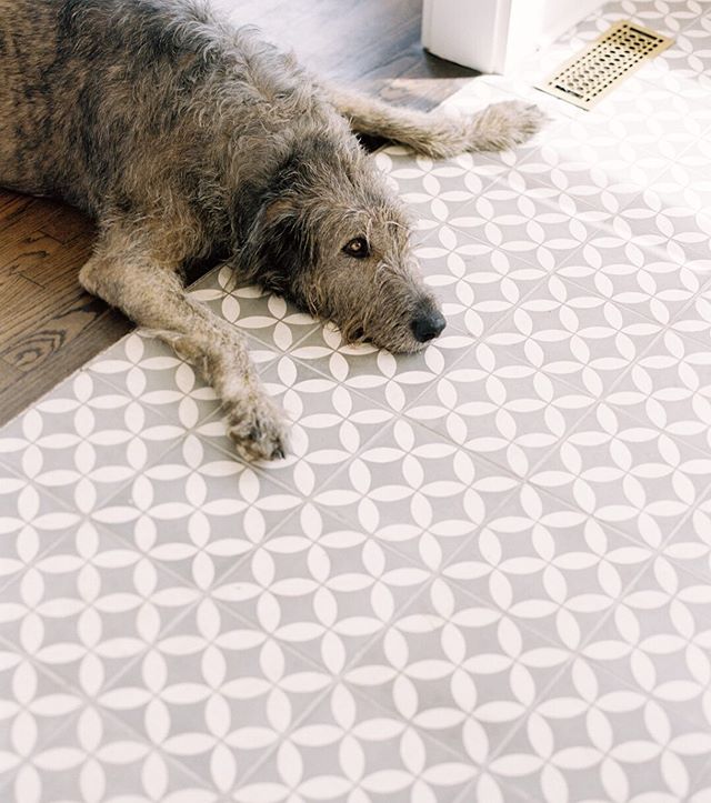 You'll find this wolf indoors next to (or on top of) the air vents all summer long. And most other seasons, too. Gotta catch that breeze, man.
⠀⠀⠀⠀⠀⠀⠀⠀⠀
Photo by @e_m_anderson #irishwolfhound #pony #floridasummer #cementtile #farmhousestyle #farmhous