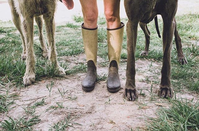 Boots with the fur.
⠀⠀⠀⠀⠀⠀⠀⠀⠀
#irishwolfhound #greatdane #hunterboots #imamodernfarmer #congareeandpenn #floridafarm