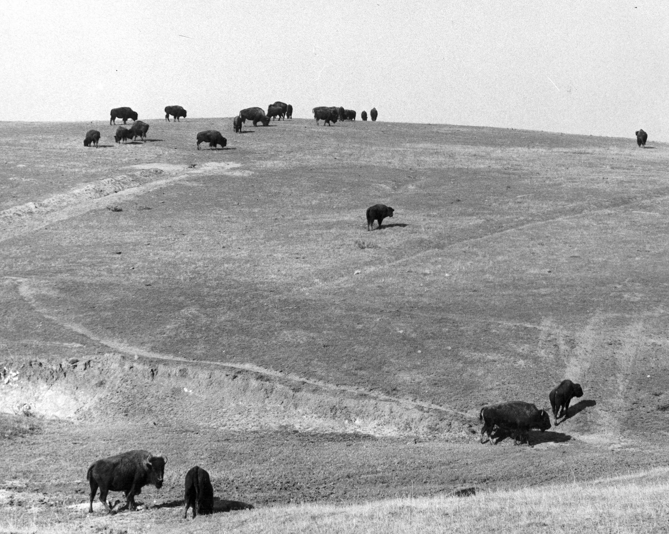 Buffalos on Buffalo Ranch by OC Archives