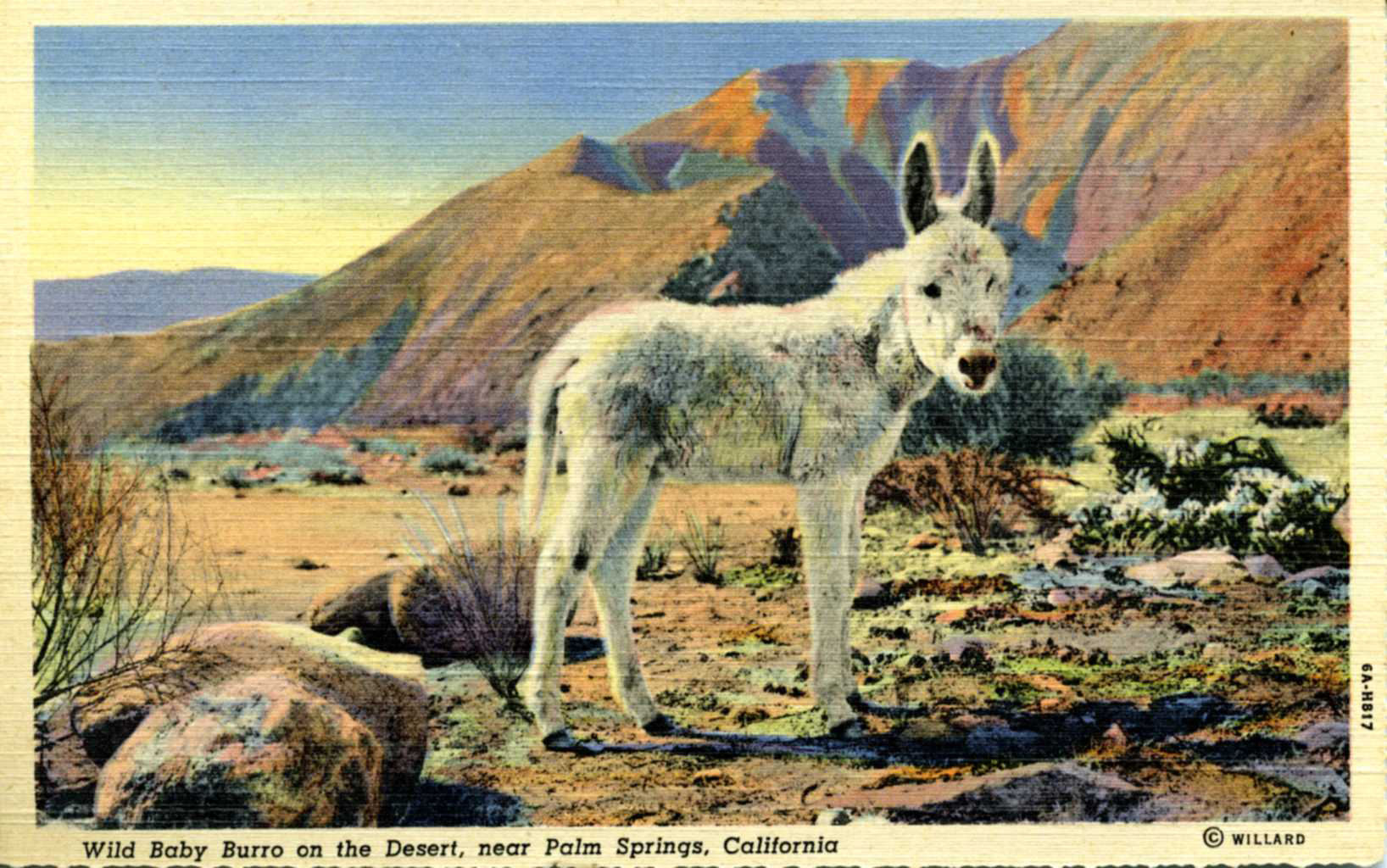 From the Agua Caliente Cultural Museum