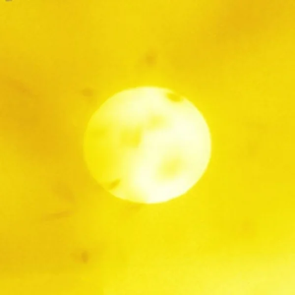 Sébastien Reuzé, Biennale de Louvain-la-Neuve, detail from work