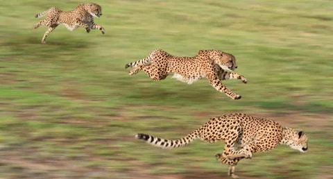 Cheetahs