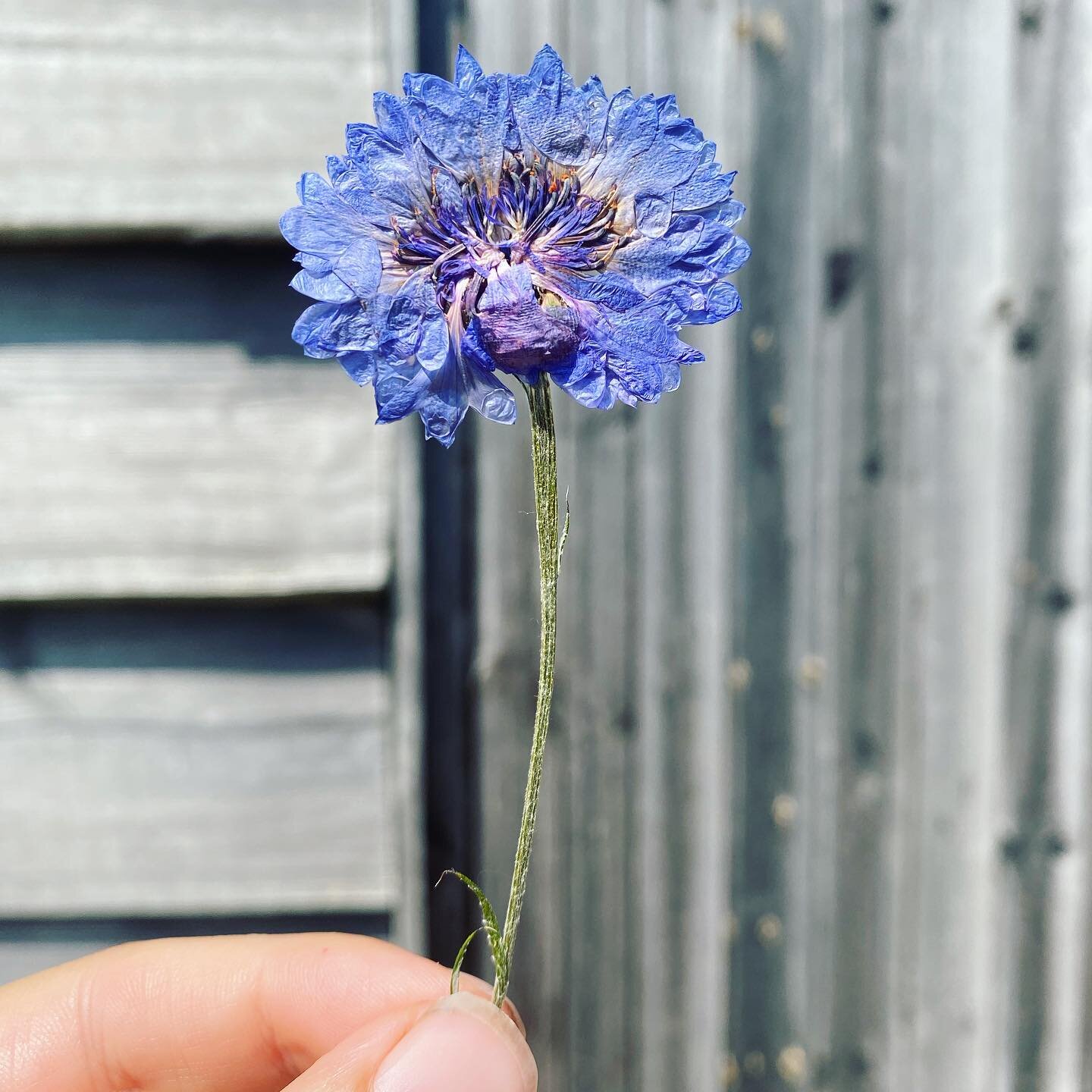 ✨pressed flower appreciation✨ I realised I&rsquo;ve never done a post just enjoying the beauty of these pressed flowers before I&rsquo;ve applied gold detailing. Now all the flowers I use have been grown and picked from my garden or local environment