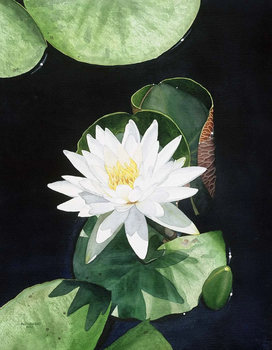 White-Waterlily_web.jpg