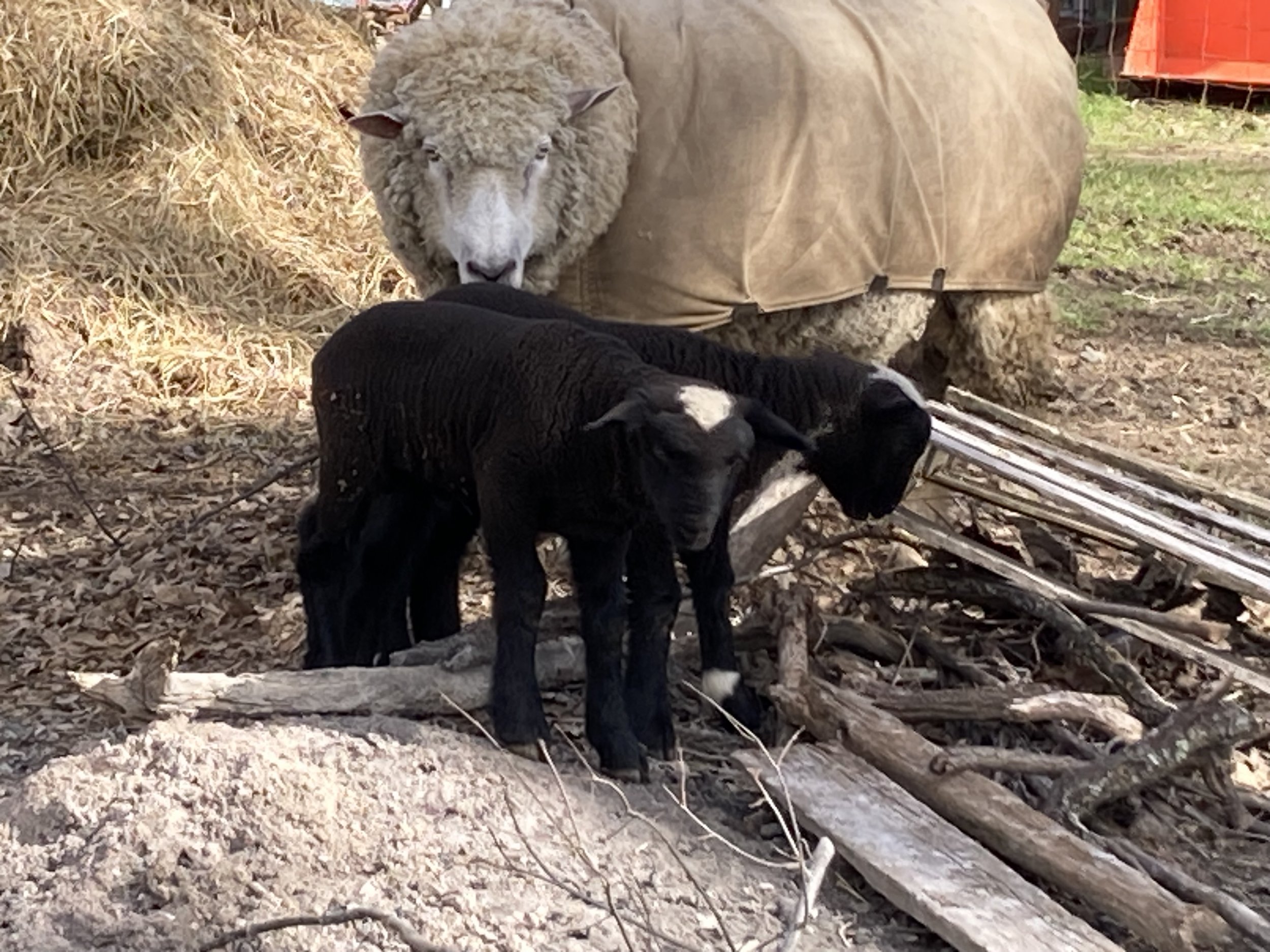 Shearing to Skein- April 29, 2023