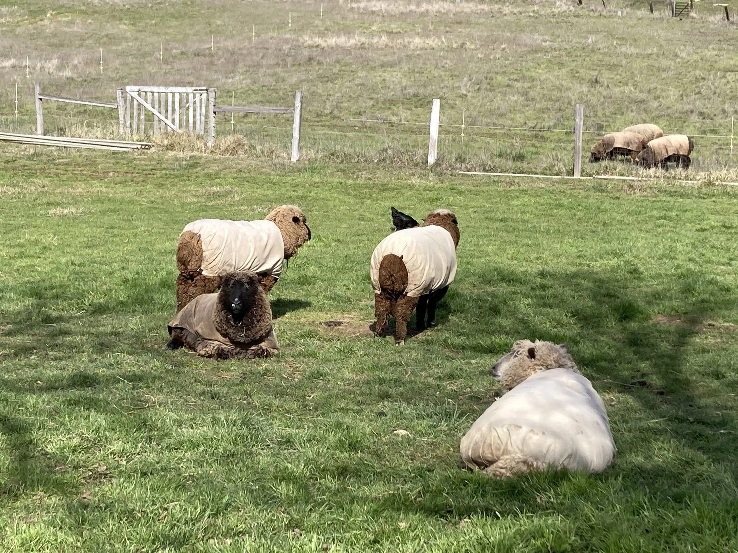 From Shearing to Skein. The Art of Yarn Design-coming soon