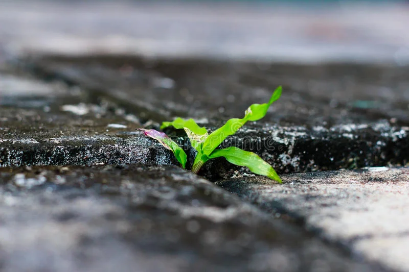 Forgiveness Unlocked