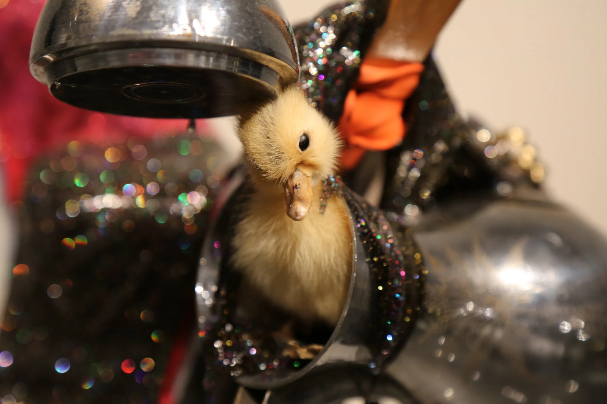 Good night, sweet prince. (detail)