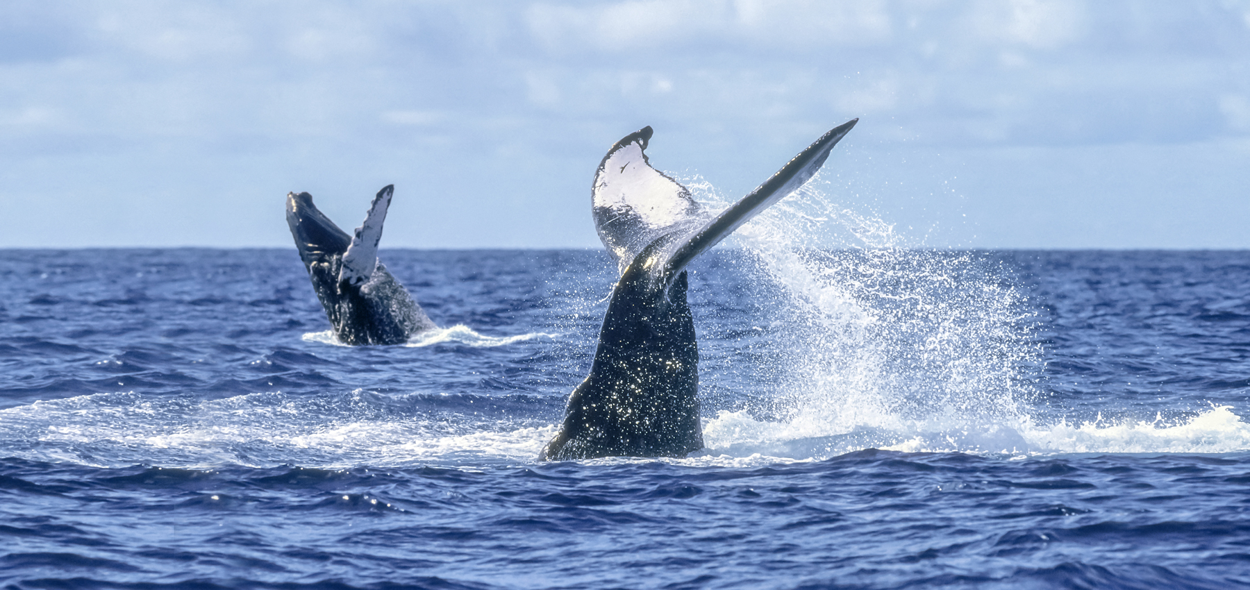 WHALE-PHOTO-SAFARI_V_13_extended.jpg