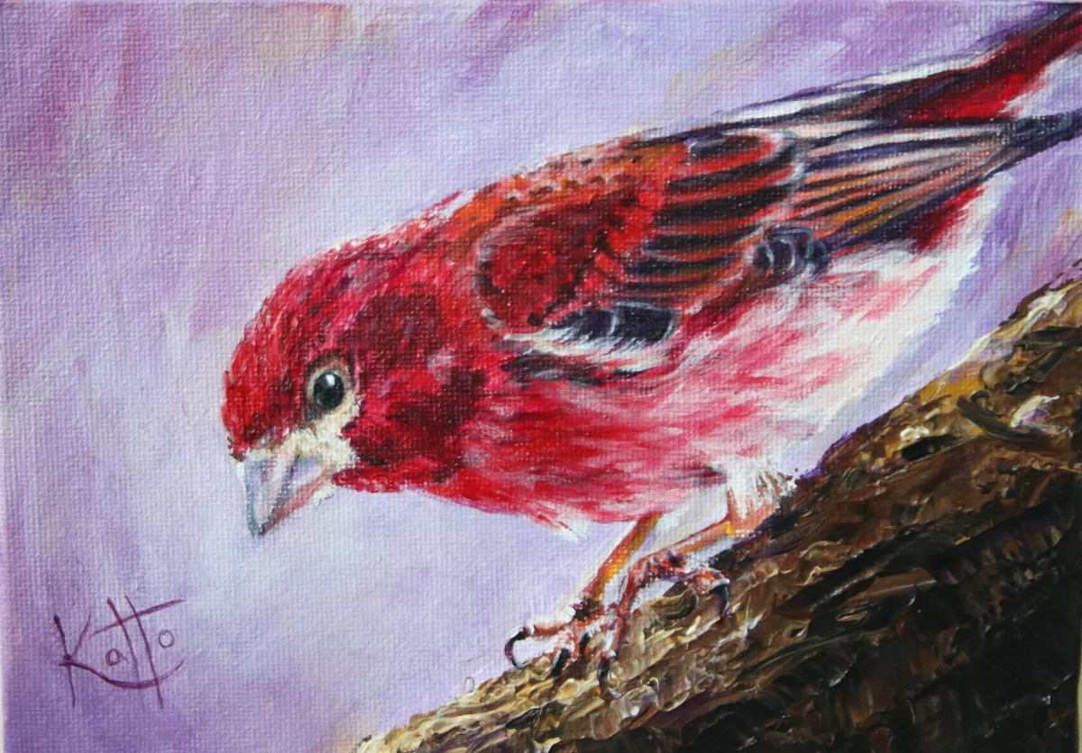 "Purple finch"
