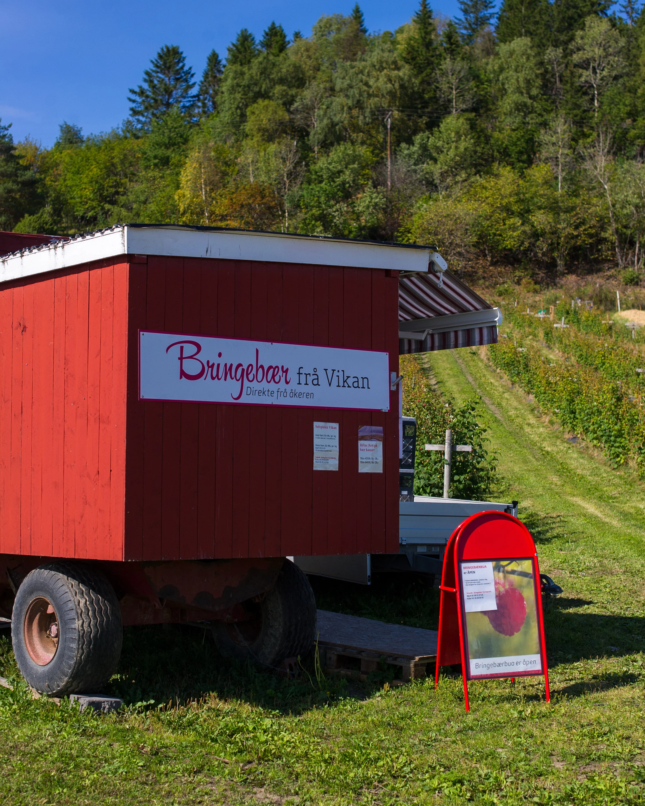 Selvplukk av usprøyta bringebær på Vikanlandet.