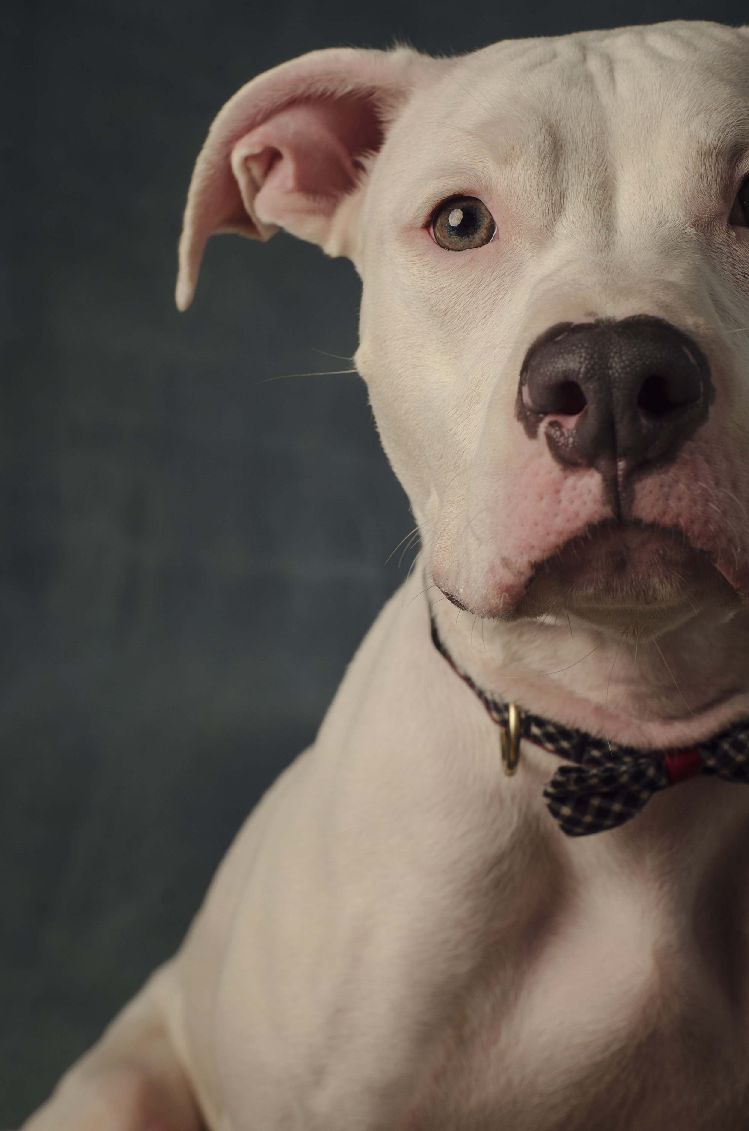 Fancy is a 6 month old mixed-breed who came to Hudson's Halfway Home extremely underweight and fighting parvo. Though she struggles a bit with separation anxiety, she is so sweet and gentle, and can't wait to find her forever home!