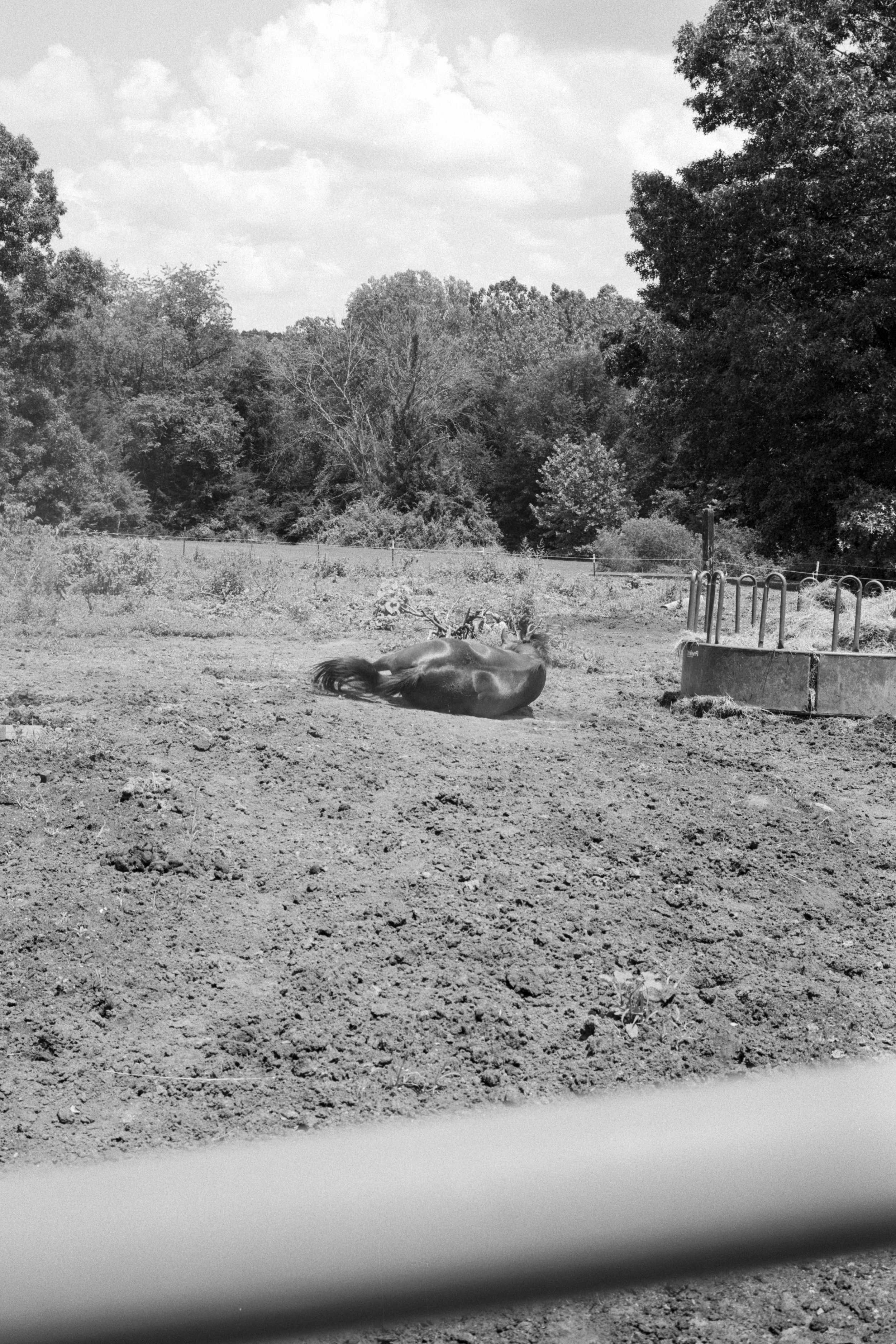 Tri-X400-81.jpg