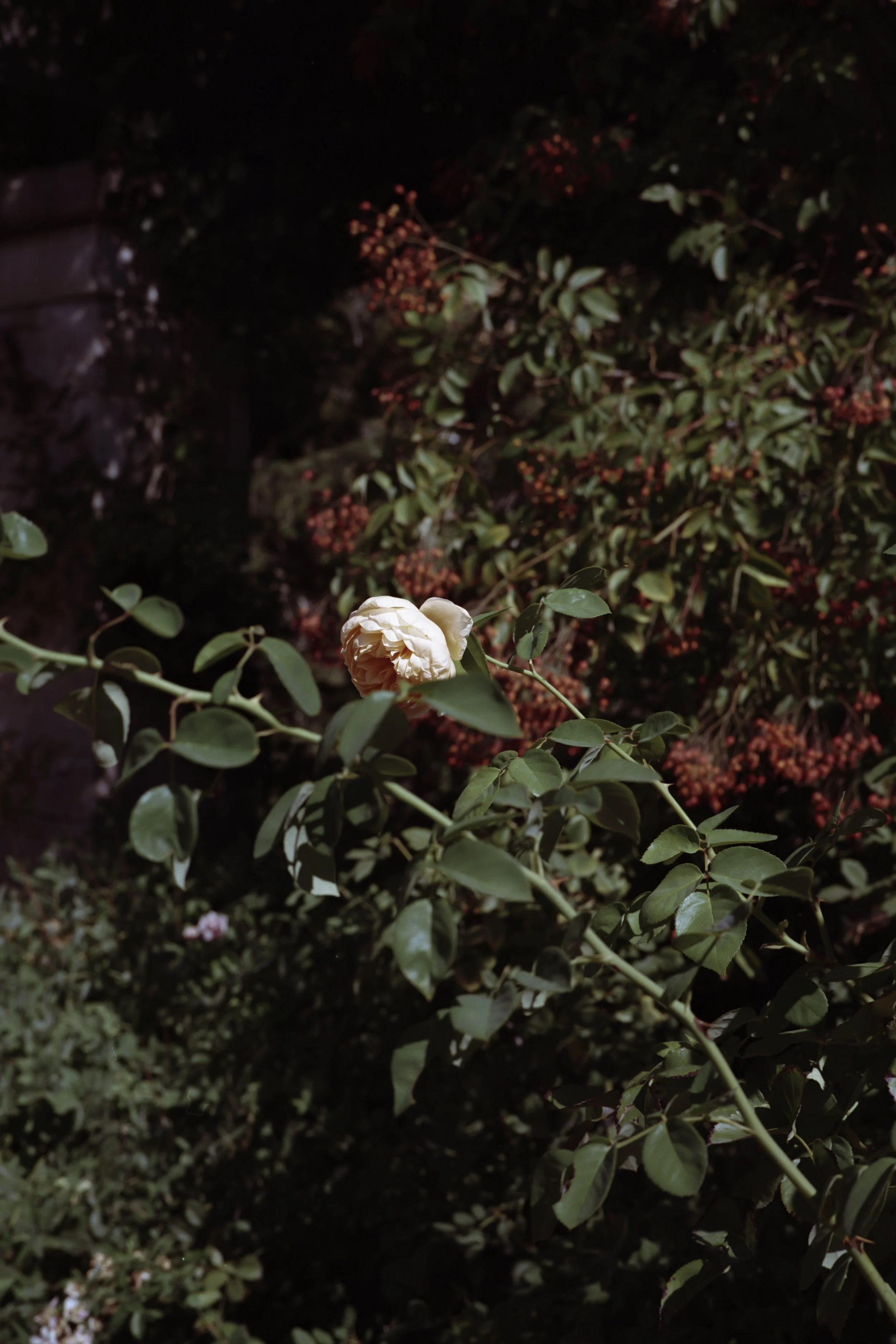 Portra5268.jpg