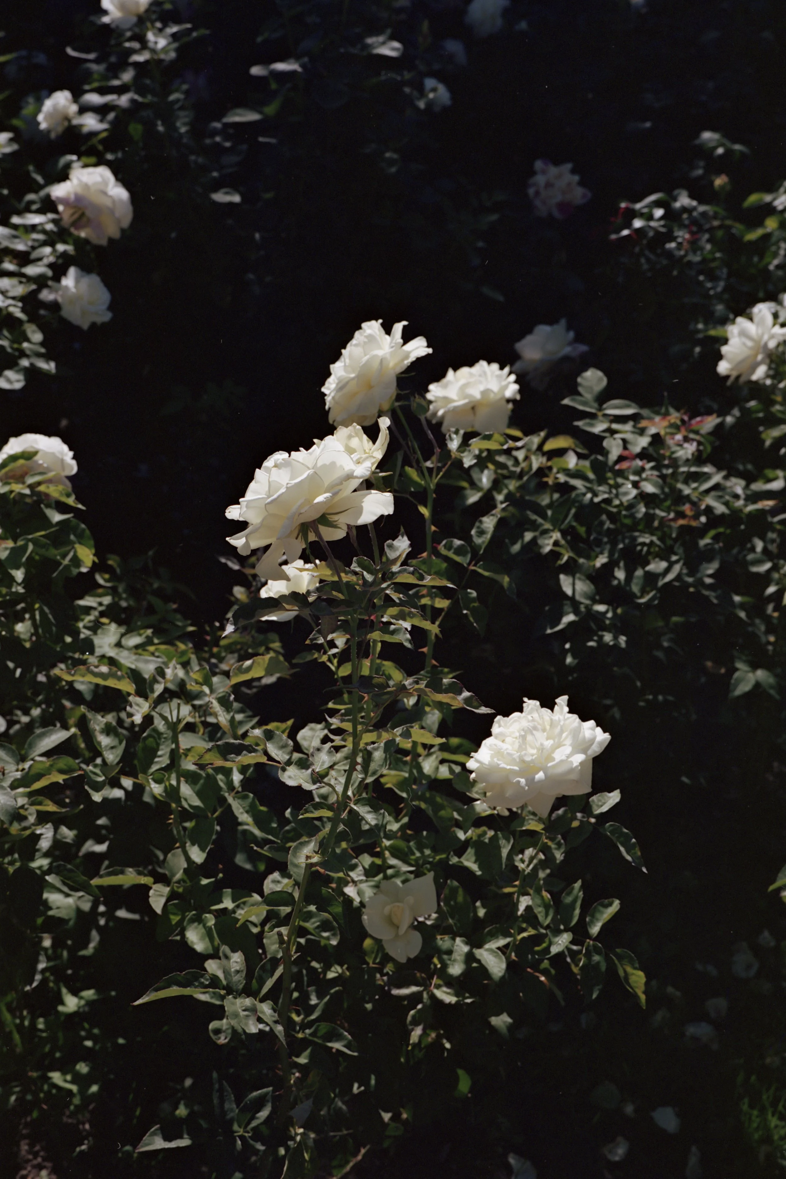 Portra5232.jpg