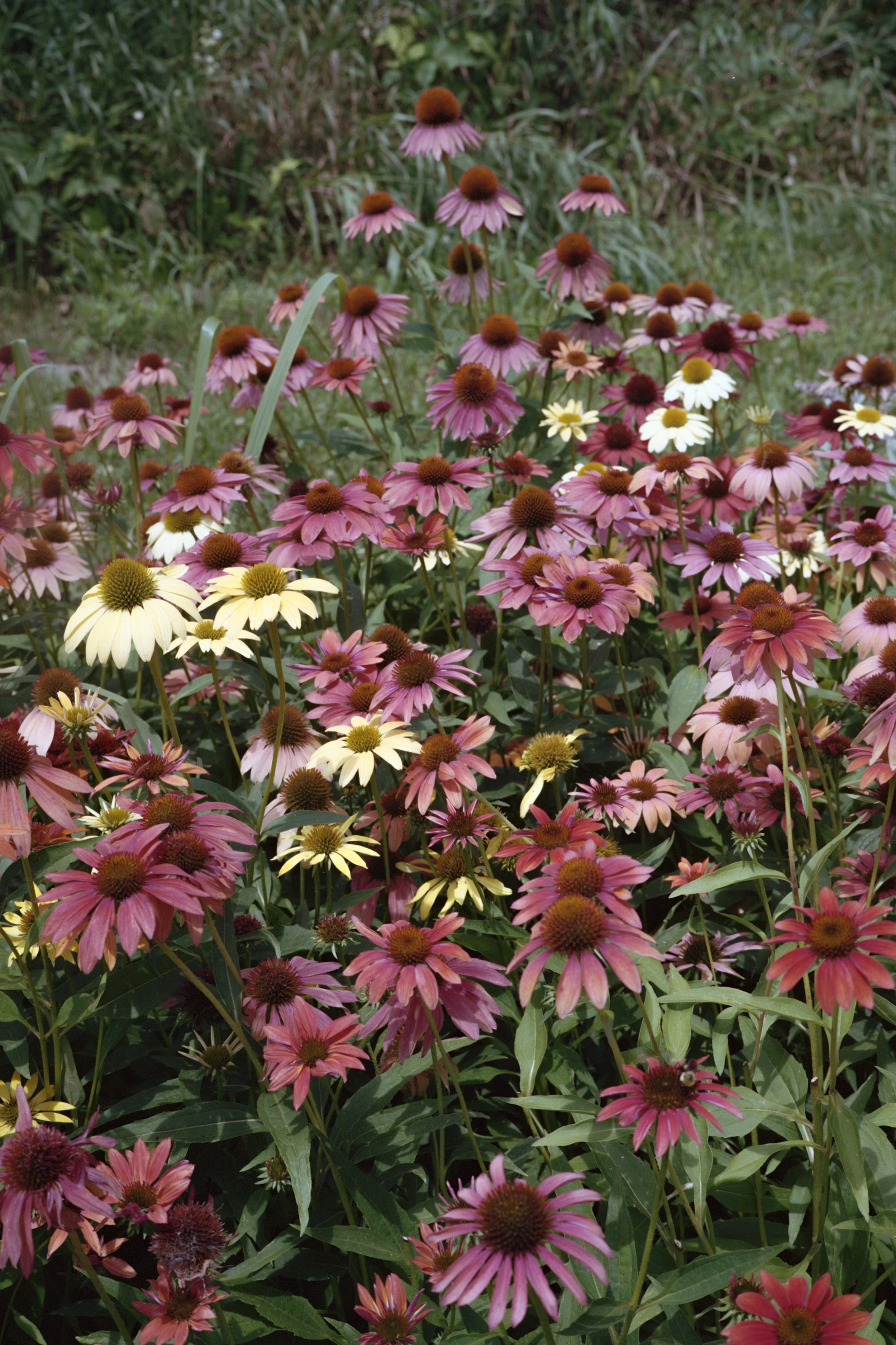 Portra5104.jpg