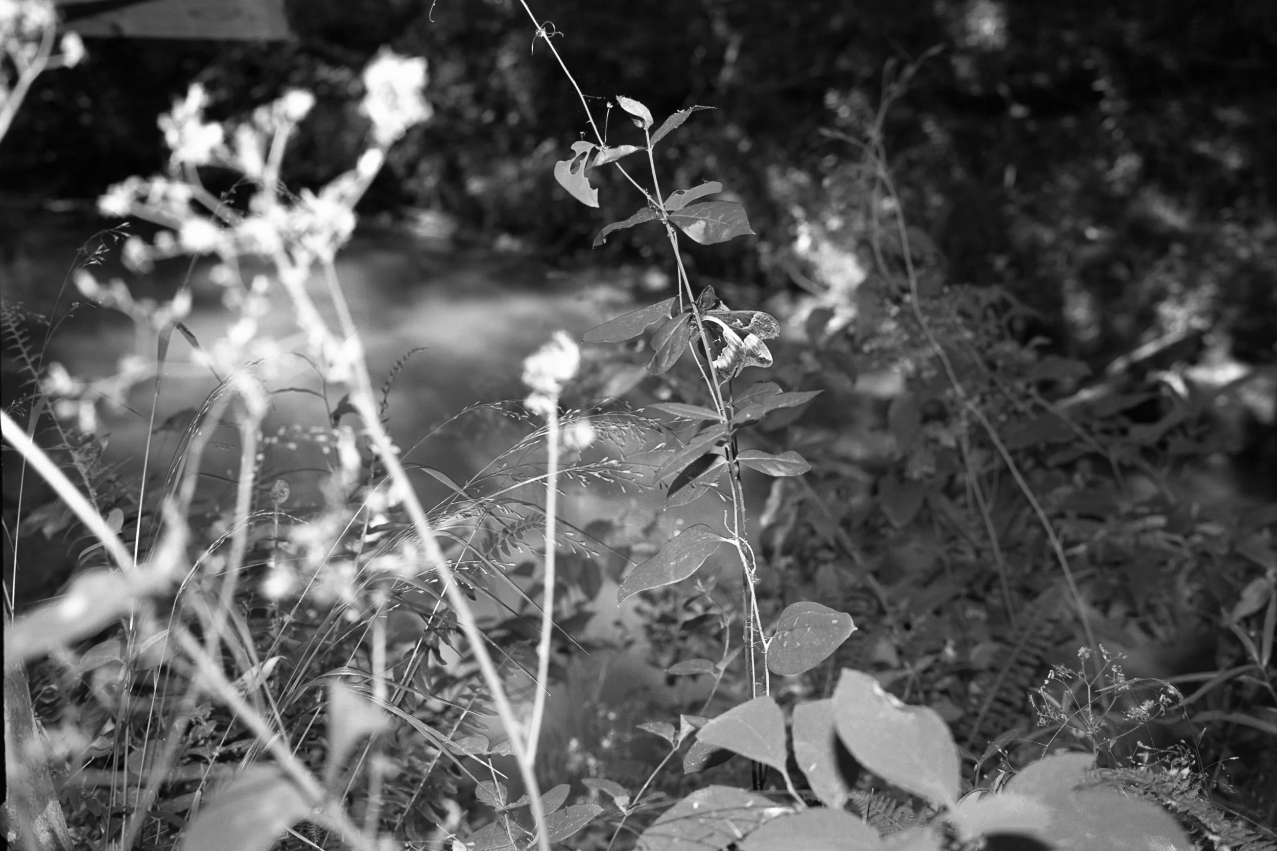 TMAX400-5-Edit.jpg