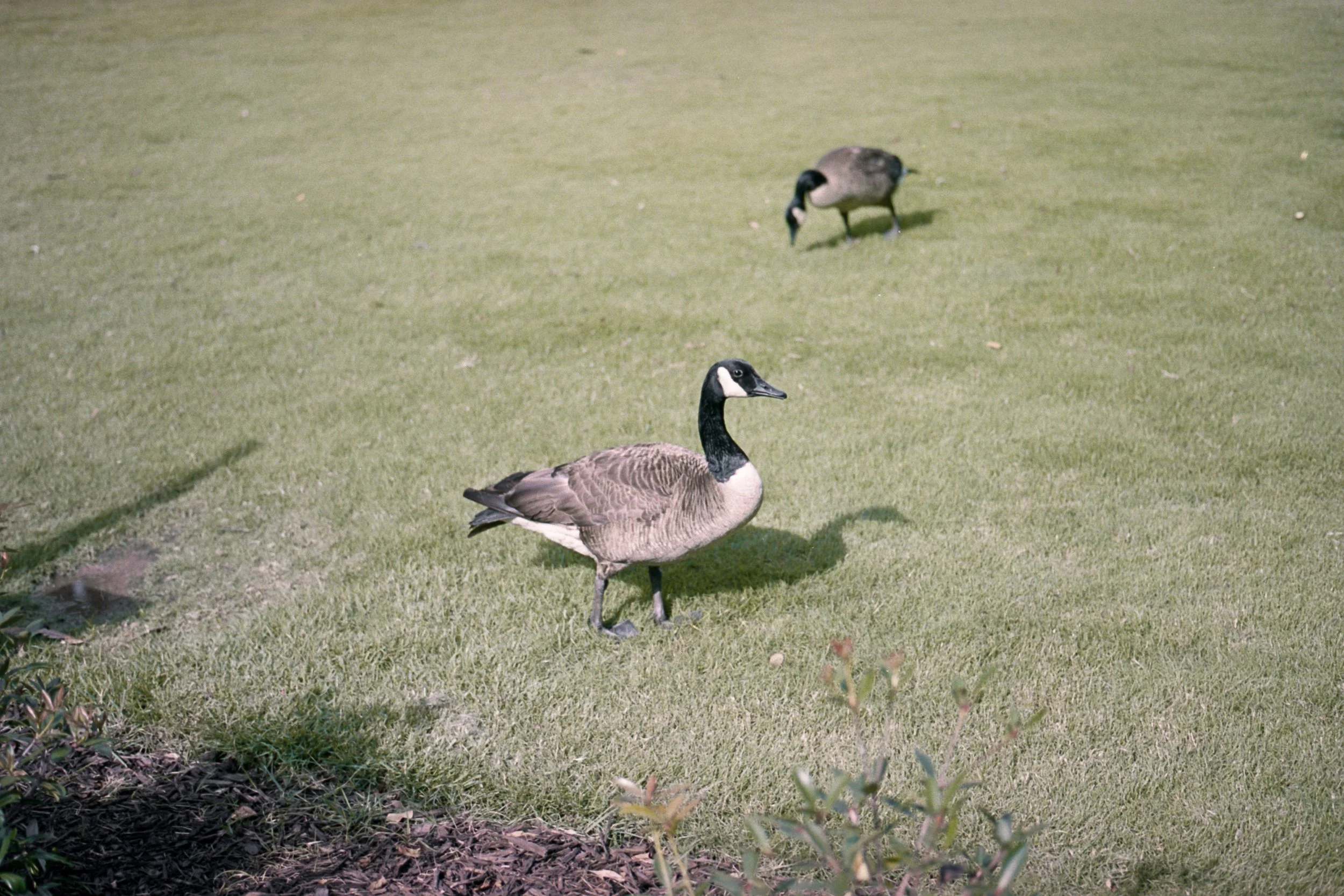 KodakPortra400-35-85.jpg