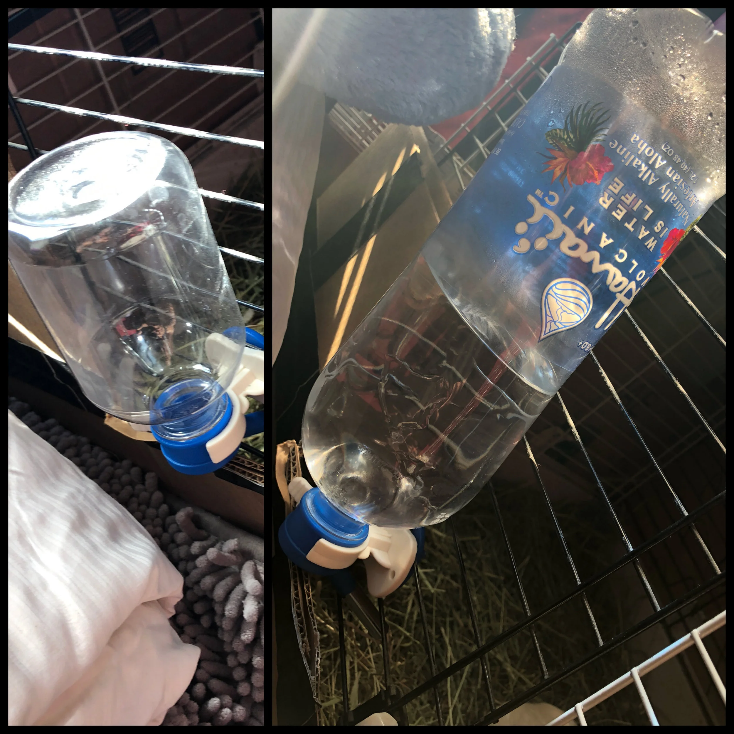 no drip guinea pig water bottle