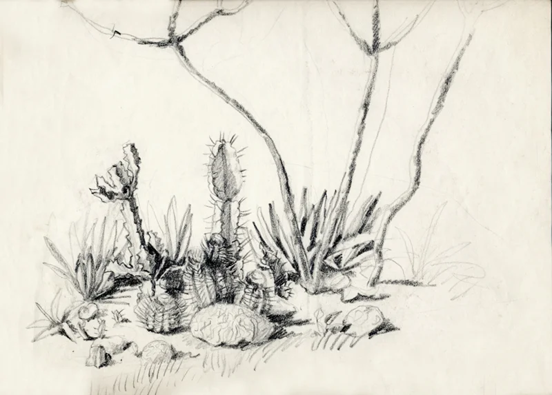 Cuban cactuses