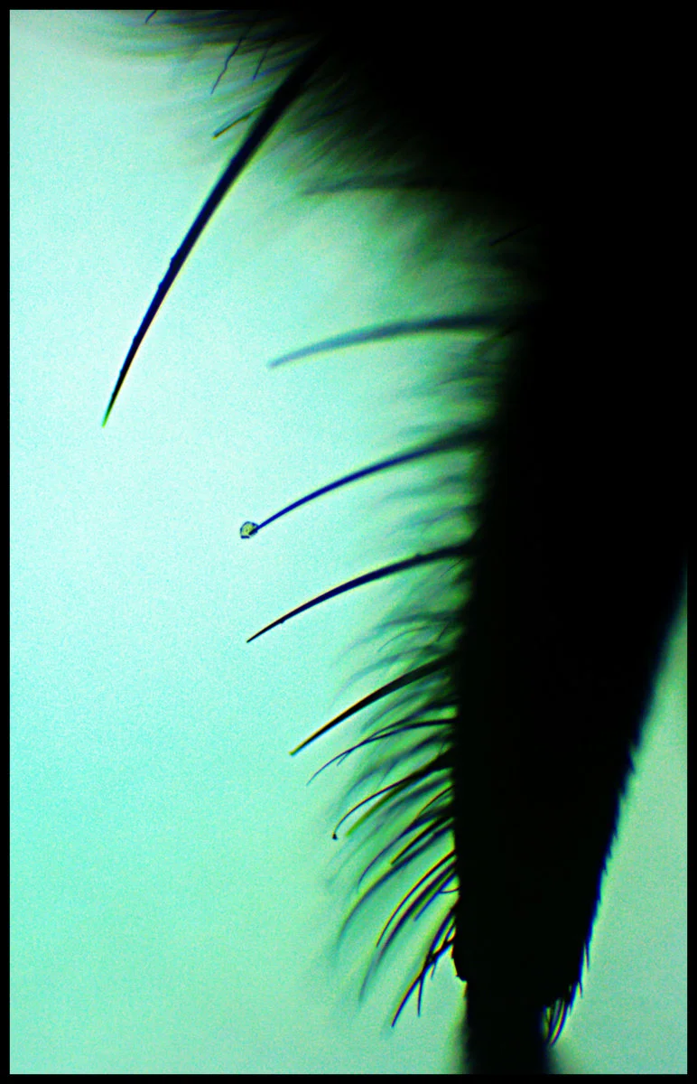 House Fly.jpg