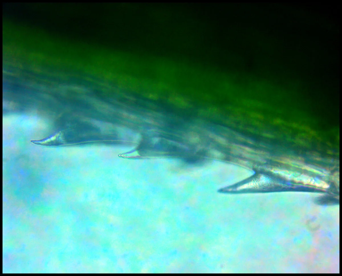 Leaf and grass-2016-06-05-10-22-38.jpg
