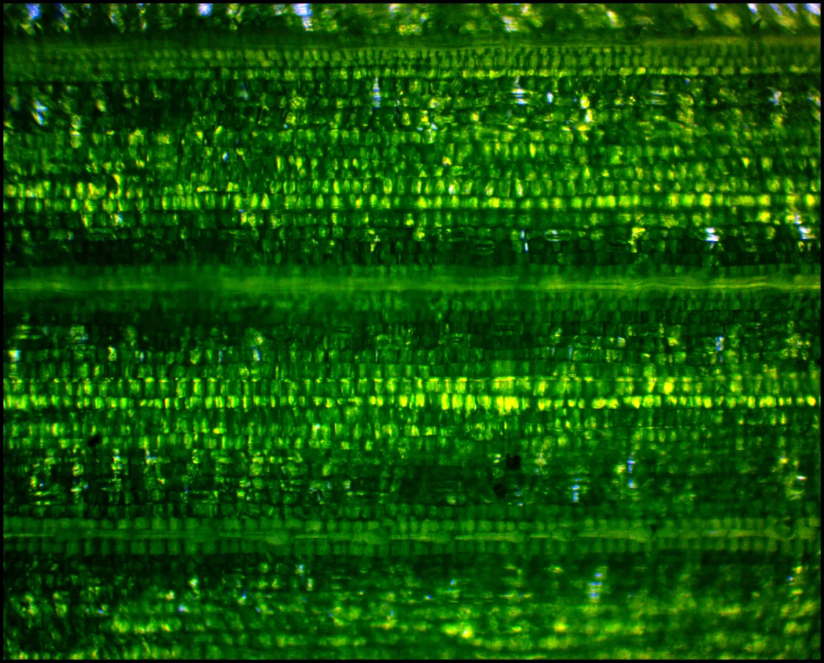 Leaf and grass-2016-06-05-10-23-58.jpg