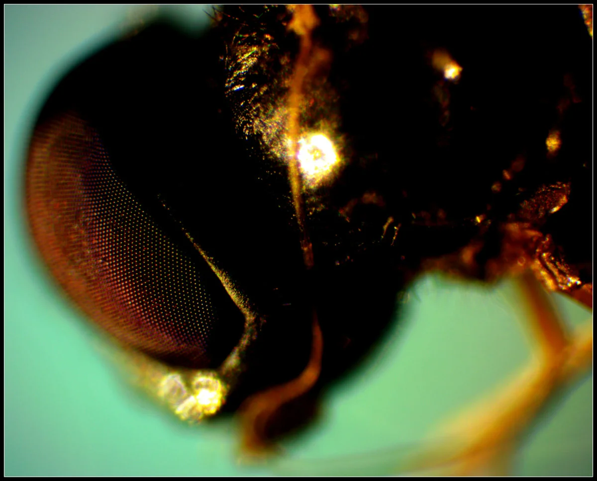 LEAF MINER.jpg