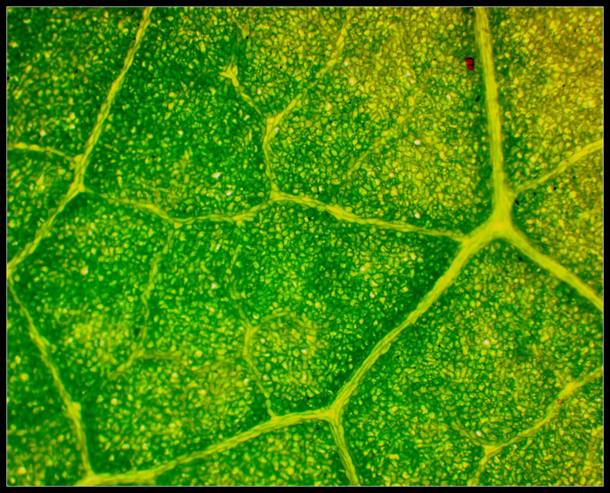 leather jacket wing-2014-07-07-17-51-46.jpg