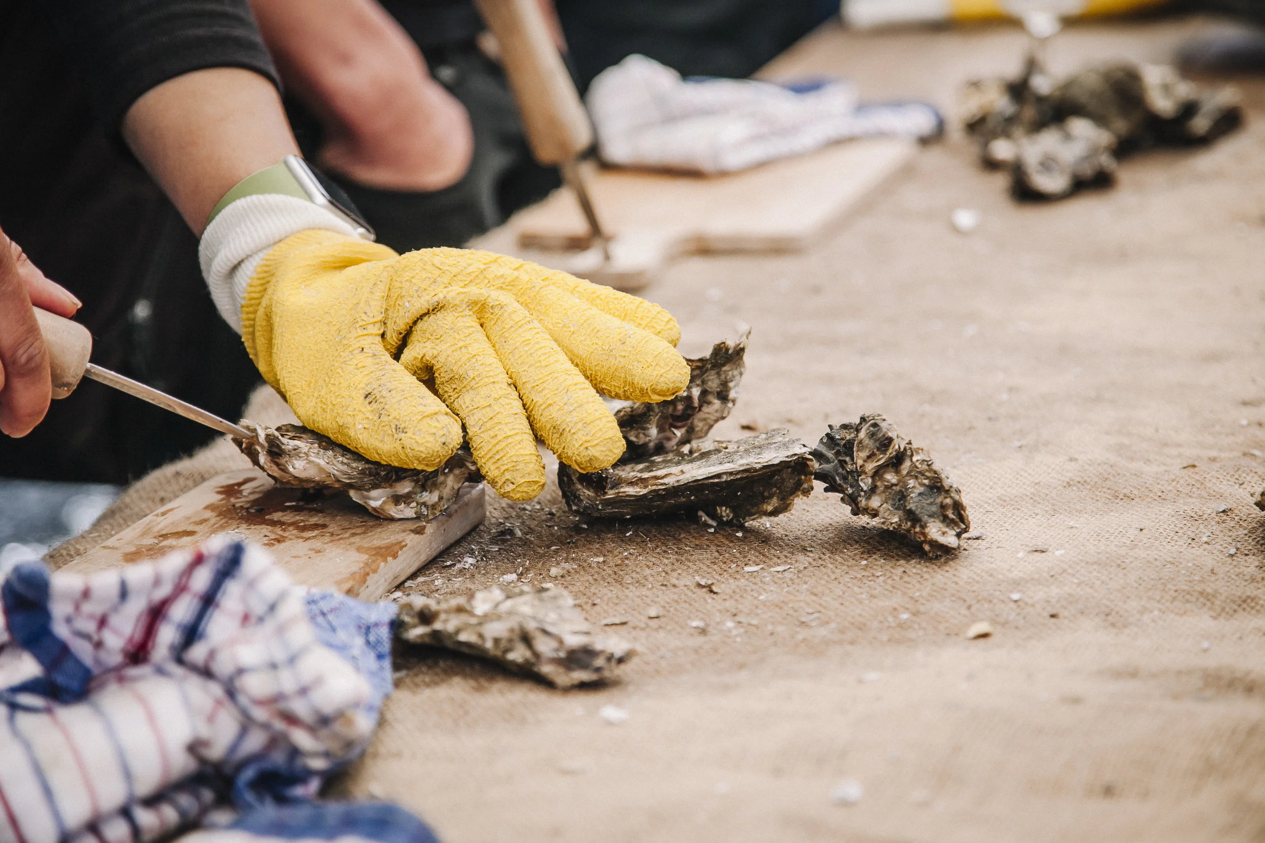 matakana_oyster_fest_173.jpg