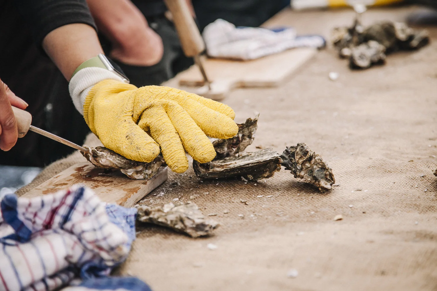 matakana_oyster_fest_173.jpg