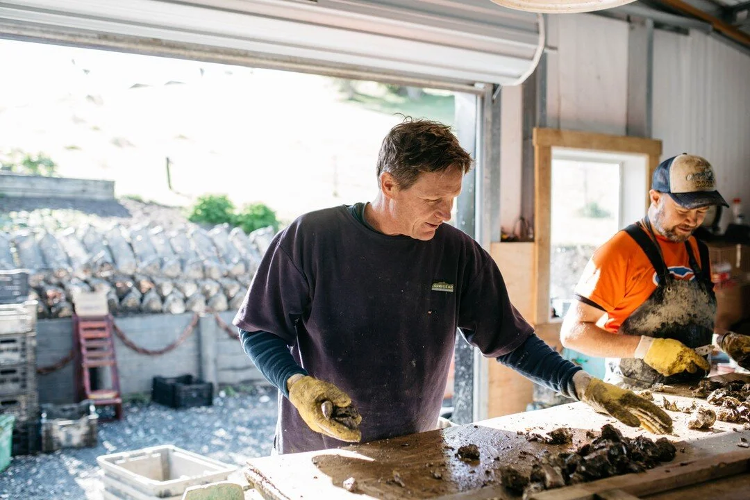 The local Oyster Farmers have been hard at work prepping for the big day tomorrow. Pictured is Nod from Mahurangi Oysters. Catch Nod + Lisa here tomorrow, at the Oyster Festival Matakana, right on the edge of the Omaha Estuary. #oysterfestmatakana