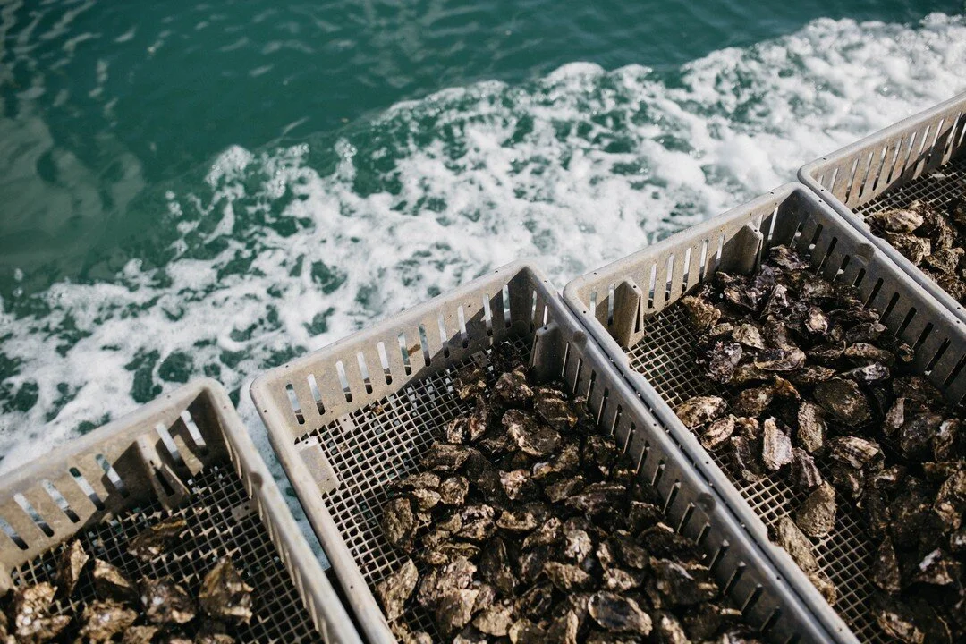It's set to be a shucking good weekend 🌞 #oysterfestmatakana
