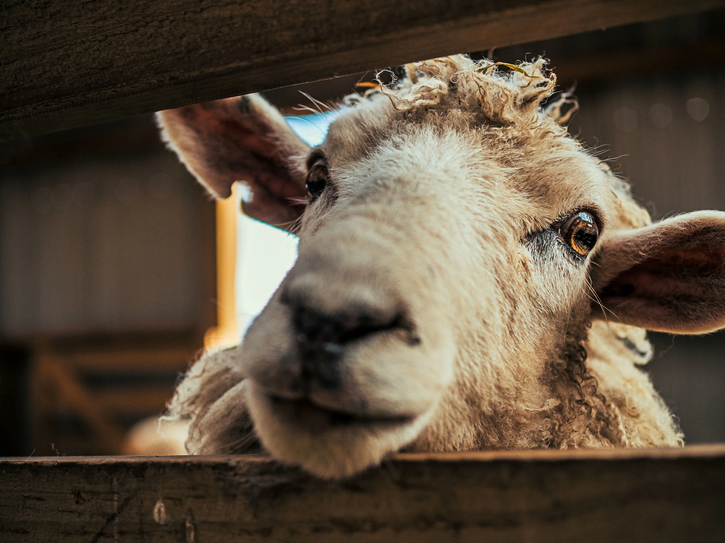 Sheep_NZ.jpg