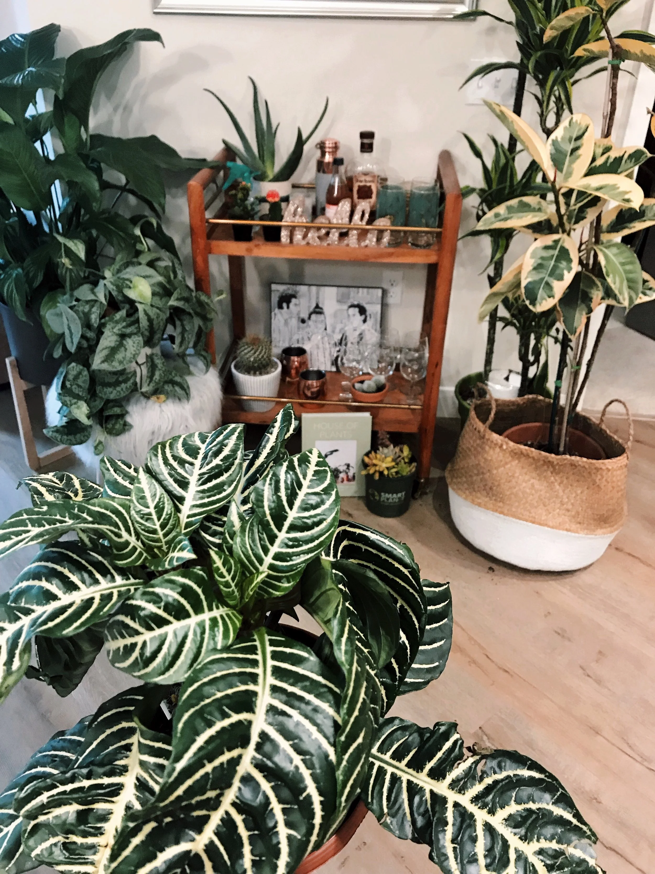 Why I Became a Plant Mom