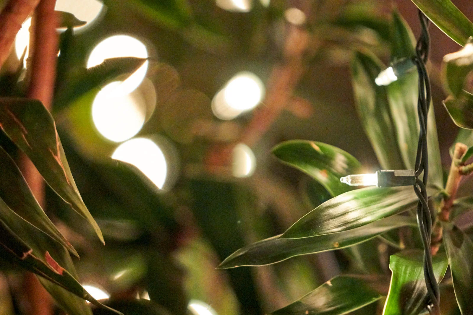 Plantasia2017_065.jpg