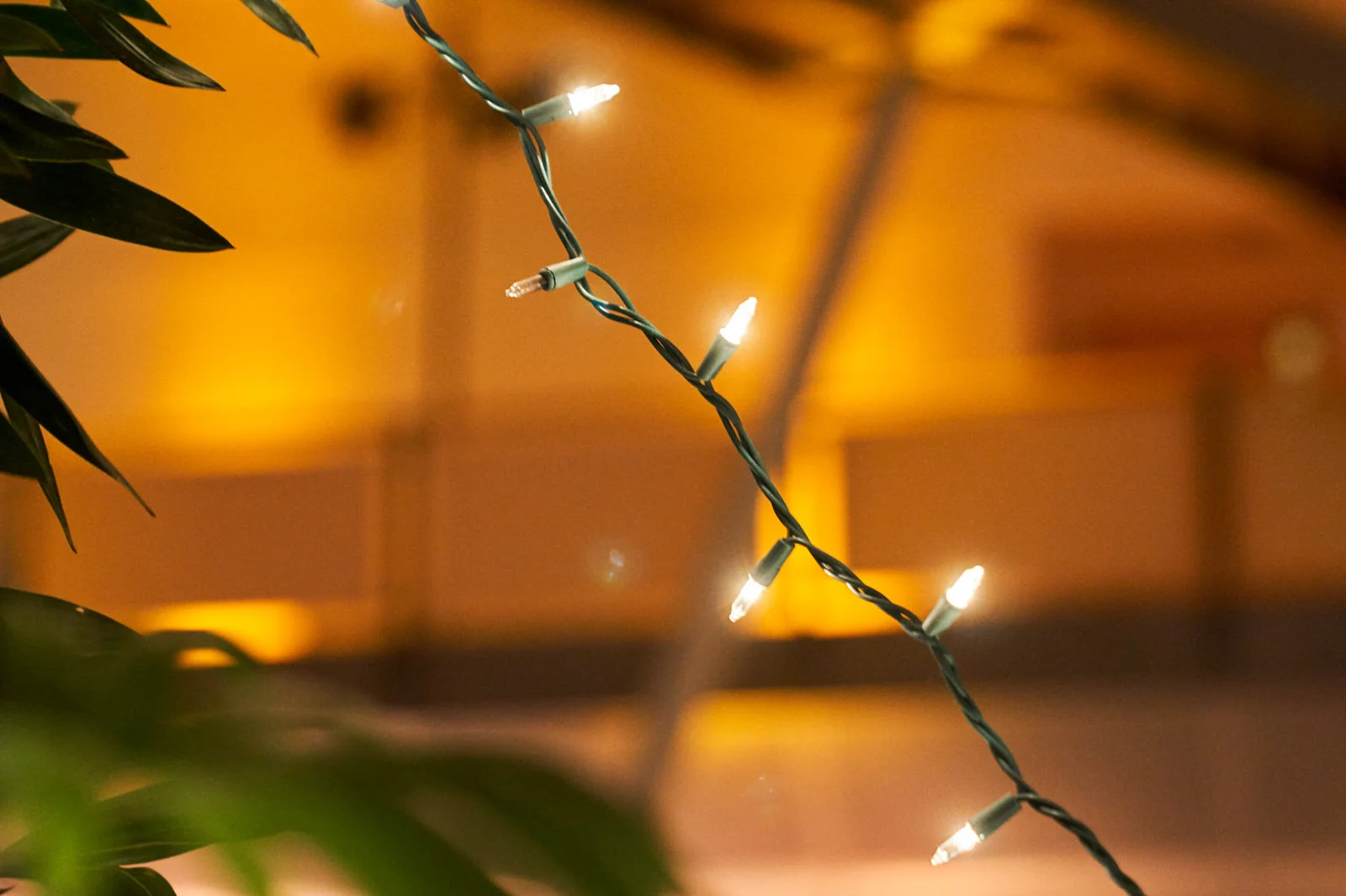 Plantasia2017_067.jpg