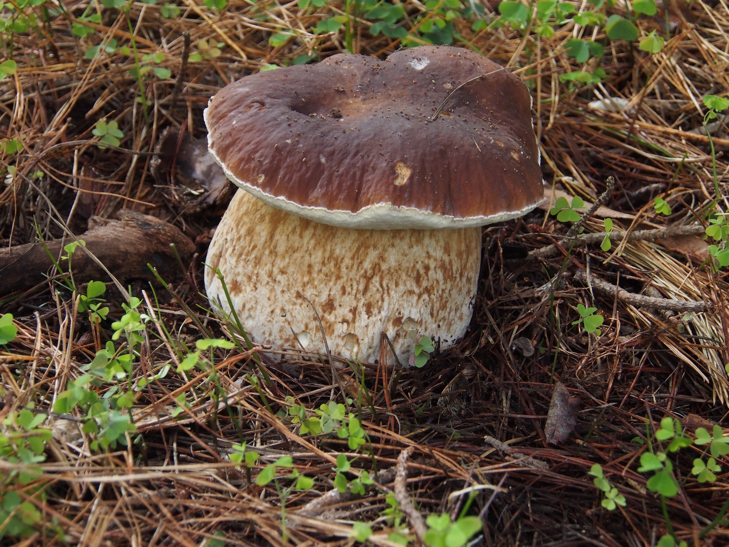 Boletus edulis