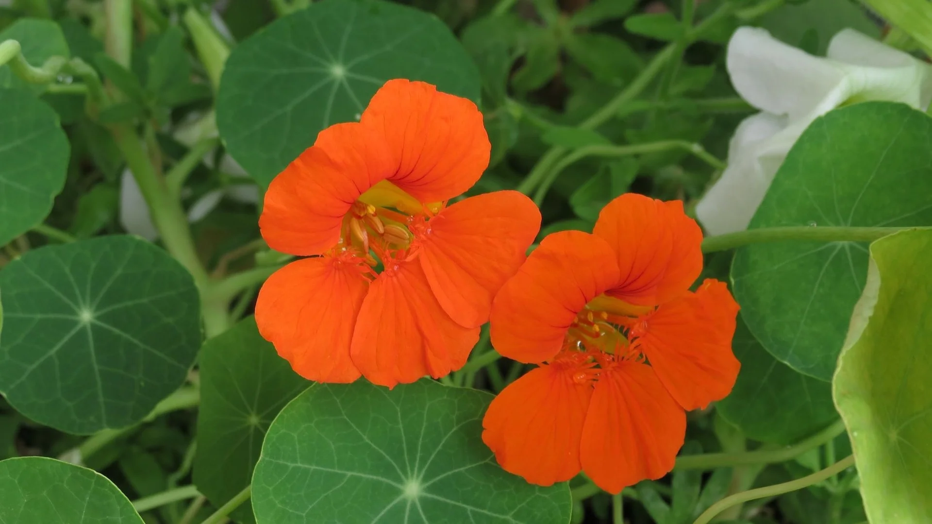 Nasturtium