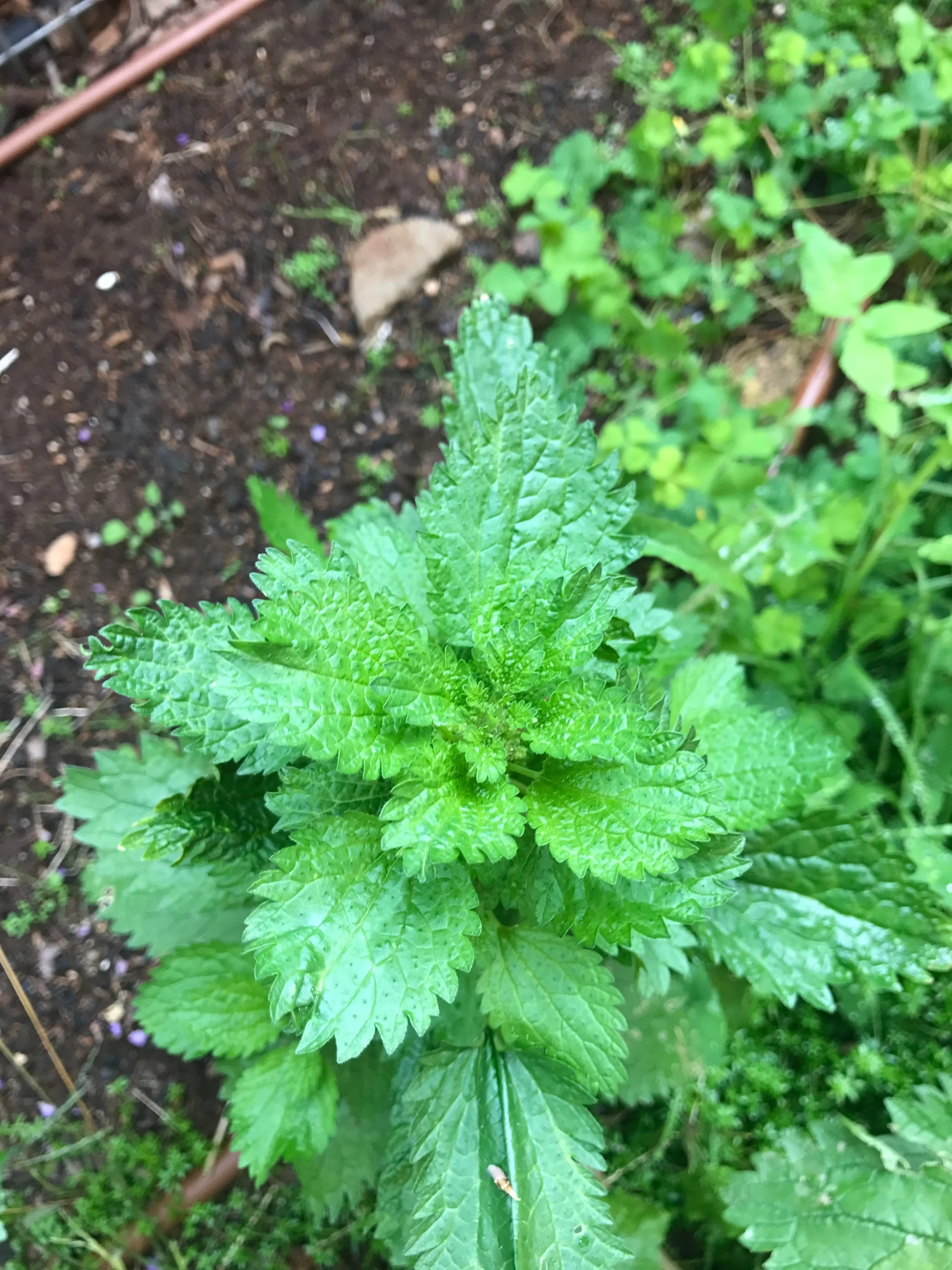 Stinging nettle, Urtica species.