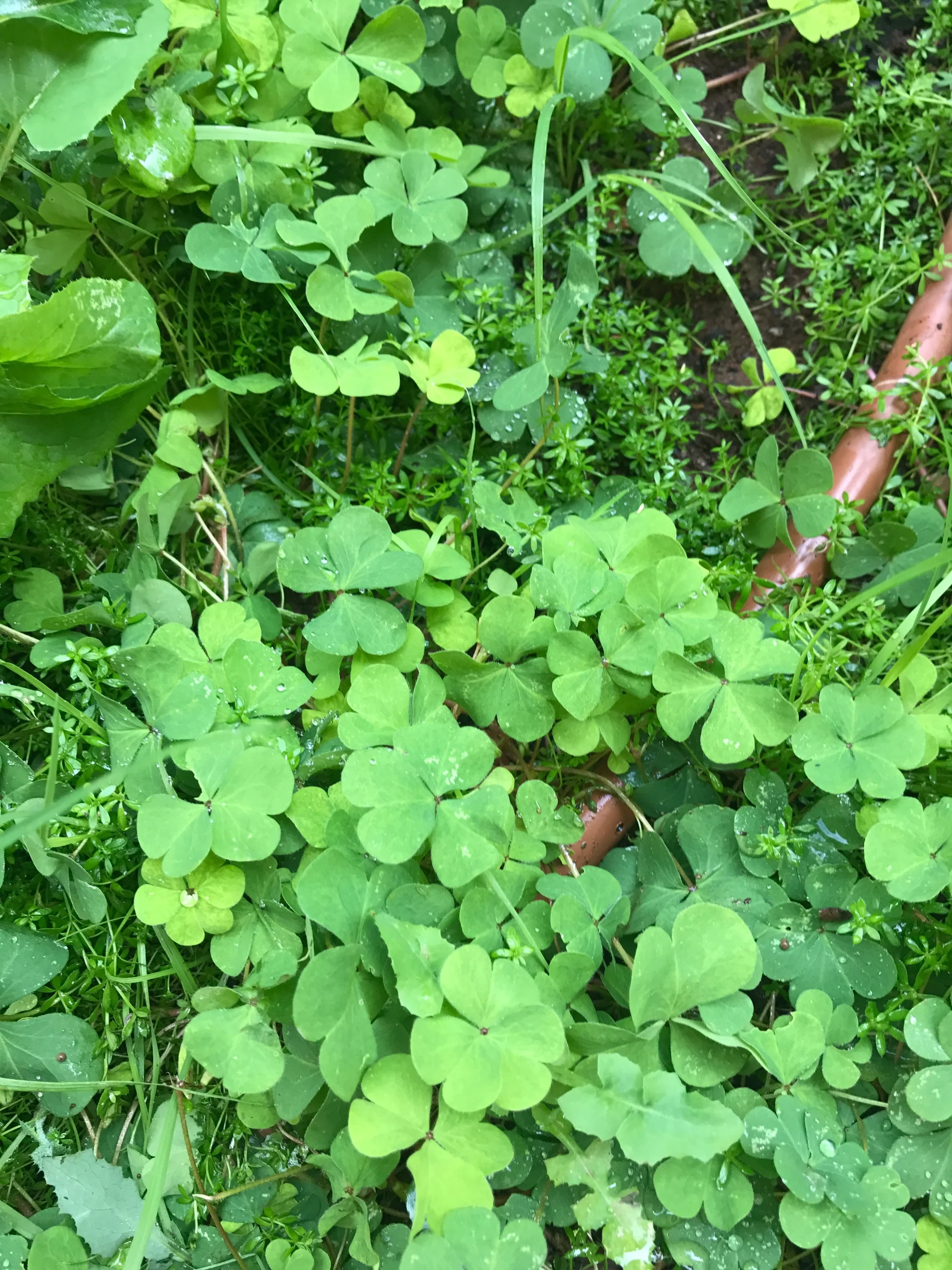Creeping oxalis, Oxalis corniculata.