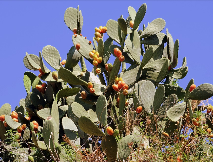 Prickly Pear