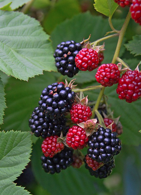 Blackberry