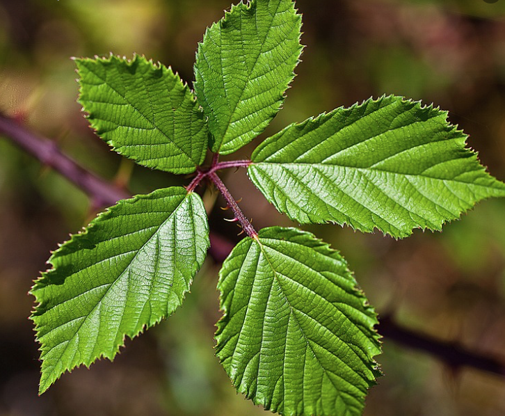 Blackberry leaf