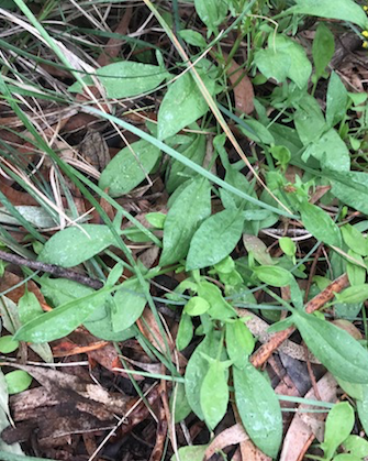 Sheep Sorrel