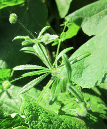 Cleavers